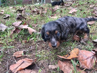 Dachshund Puppy for sale in ADDISON, AL, USA