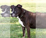 Small #7 American Pit Bull Terrier