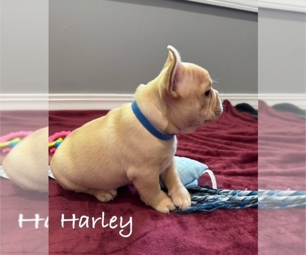 Medium Photo #8 French Bulldog Puppy For Sale in WILLIAMSVILLE, MO, USA