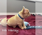 Small #7 French Bulldog