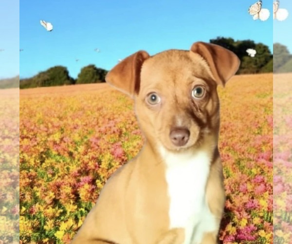 Medium Photo #6 Chihuahua-Unknown Mix Puppy For Sale in Minneapolis, MN, USA