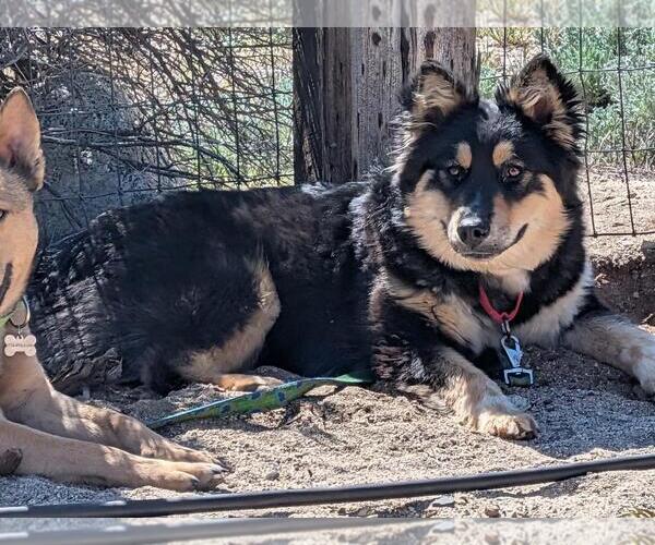 Medium Photo #3 Gerberian Shepsky Puppy For Sale in Incline Village, NV, USA