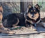 Small #2 Gerberian Shepsky