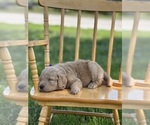 Small #5 Goldendoodle
