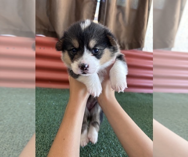 Medium Photo #29 Pembroke Welsh Corgi Puppy For Sale in CERES, CA, USA