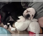 Small Photo #1 French Bulldog Puppy For Sale in CUDAHY, WI, USA