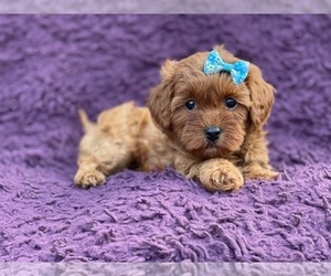 Cavapoo Puppy for sale in LAKELAND, FL, USA