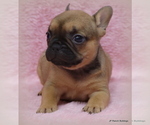 Small Photo #27 French Bulldog Puppy For Sale in WINNSBORO, TX, USA