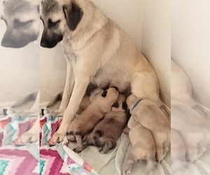 Mother of the Anatolian Shepherd puppies born on 02/03/2022
