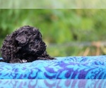 Small #6 Poodle (Toy)