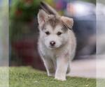 Small #3 Siberian Husky Mix