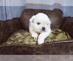 Small #4 Maltese