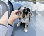 Puppy Smokey Australian Shepherd