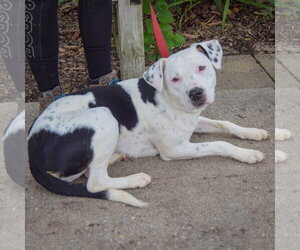Tottie - Female American Staffordshire Terrier-Boxer Mix Dog for Adoption - Photo #4
