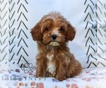 Small #2 Cavapoo (Miniature)