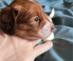Dachshund Puppy for sale in LOGANVILLE, GA, USA
