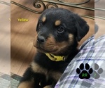 Image preview for Ad Listing. Nickname: Yellow