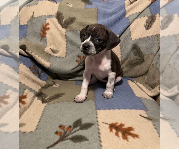 Medium Photo #4 Boston Terrier-Unknown Mix Puppy For Sale in Plainfield, IL, USA