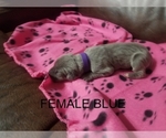 Small Photo #8 Great Dane Puppy For Sale in CLAYTON, NC, USA