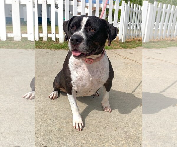 Medium Photo #3 American Pit Bull Terrier-Unknown Mix Puppy For Sale in Newport Beach, CA, USA