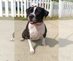 Daisy *Courtesy Post-TC * - Female Mutt Dog for Adoption - Photo #3