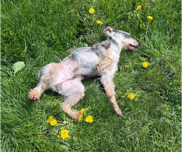 Medium Photo #3 Mutt Puppy For Sale in Sequim, WA, USA