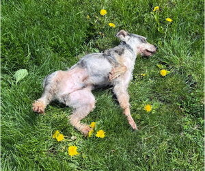 Rebel - Male Mutt Dog for Adoption - Photo #3