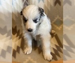 Small #2 Shetland Sheepdog