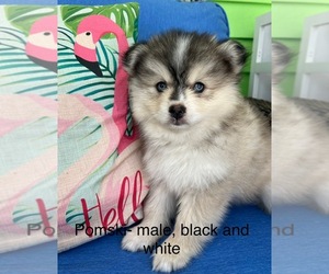 Pomsky Puppy for sale in NEW PORT RICHEY, FL, USA