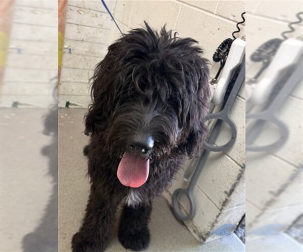 Medium Photo #1 Labradoodle Puppy For Sale in San Bernardino, CA, USA