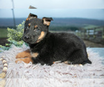 Small Photo #10 German Shepherd Dog Puppy For Sale in REBERSBURG, PA, USA