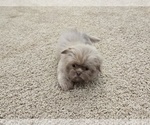 Small #1 Shih Tzu