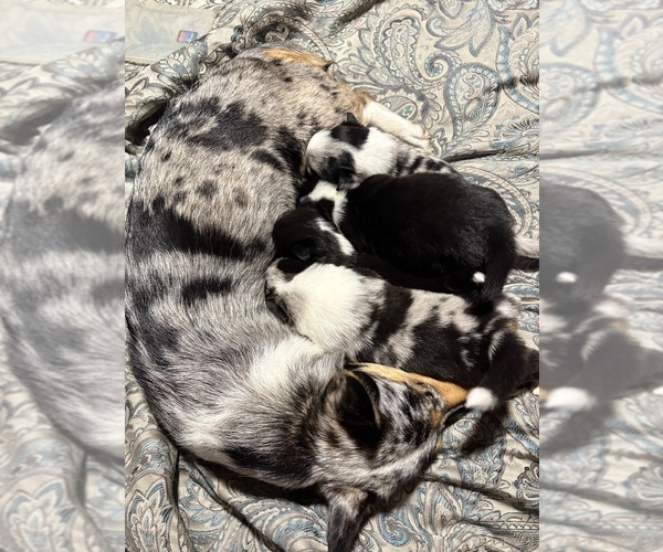 Medium Photo #5 Pembroke Welsh Corgi Puppy For Sale in GRAFTON, OH, USA