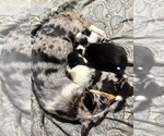 Small #4 Pembroke Welsh Corgi