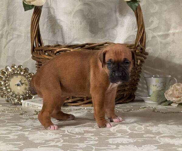 Medium Photo #7 Boxer Puppy For Sale in FONTANA, CA, USA