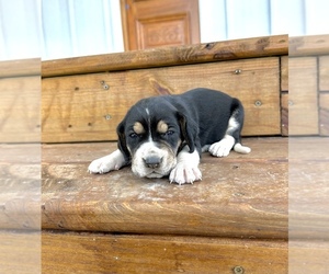 Black and Tan Coonhound Puppy for sale in WEST ALEXANDRIA, OH, USA