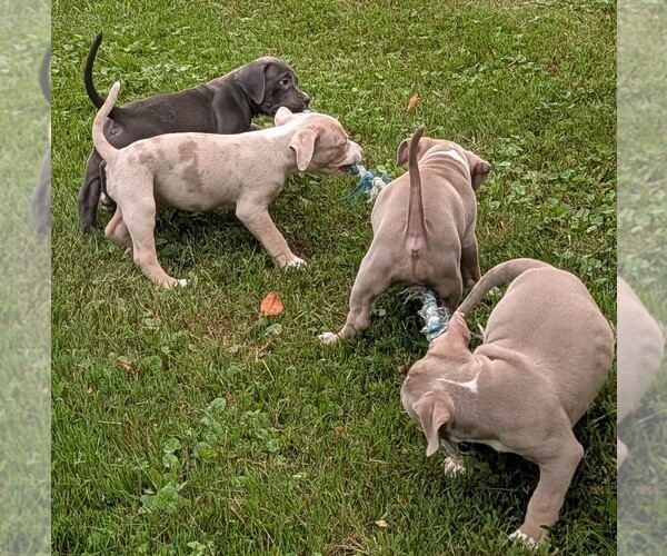 Medium Photo #1 American Bully Puppy For Sale in COUDERSPORT, PA, USA