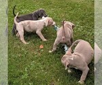 Small American Bully