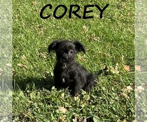 Shorkie Tzu Puppy for sale in HARTLAND, MN, USA