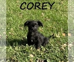 Image preview for Ad Listing. Nickname: Corey