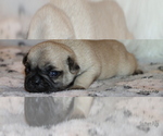 Small Photo #62 Pug Puppy For Sale in WINNSBORO, TX, USA