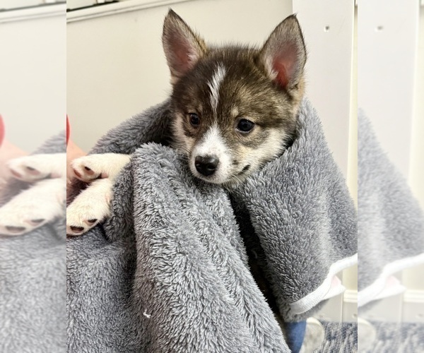 Medium Photo #25 Pomsky-Shiba Inu Mix Puppy For Sale in NASHUA, NH, USA