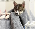 Small #15 Pomsky-Shiba Inu Mix