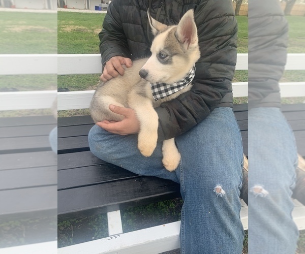 Medium Photo #29 Siberian Husky Puppy For Sale in TRIMBLE, MO, USA