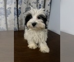Small #18 Havanese