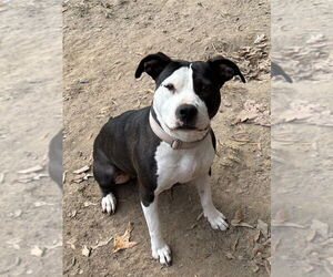 American Staffordshire Terrier-Unknown Mix Dogs for adoption in Boston, MA, USA