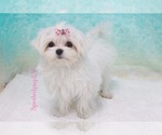Small Photo #2 Maltese Puppy For Sale in LAS VEGAS, NV, USA