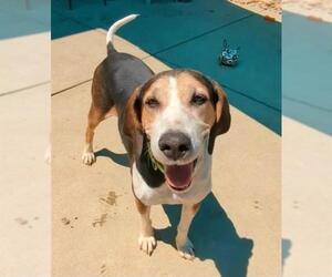 American Foxhound Dogs for adoption in Sacramento, CA, USA