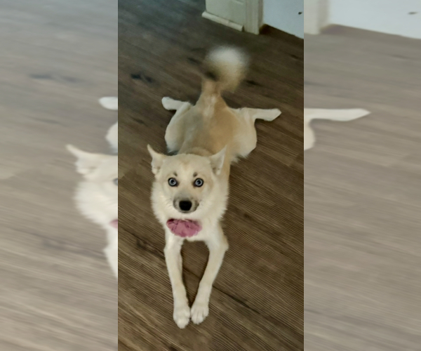 Medium Photo #131 Pomsky Puppy For Sale in LOVELAND, CO, USA