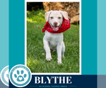 Small #9 Labrador Retriever Mix